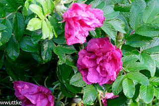_dsf8846_small2