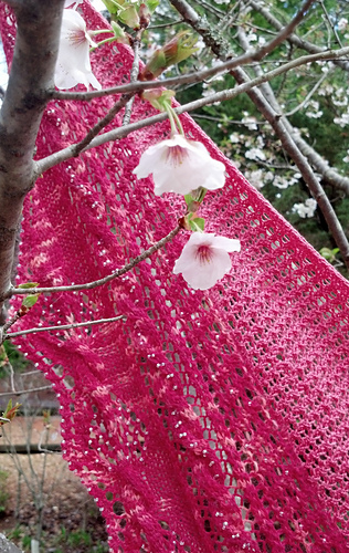 Pink_close_2_medium