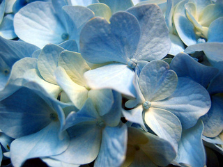 56115200_1267943927_hydrangea1024_small2