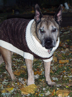 Dogsweater3_small2