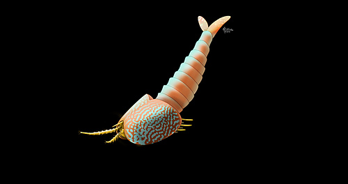 0c1-plenocaris-mcollins2_medium