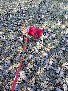 20170226_122538_small2