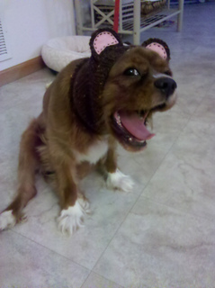 Dog2small_small2