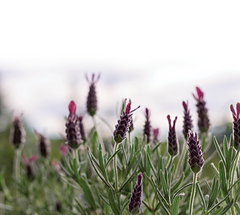 Lavendel_small
