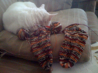 Photo_small2