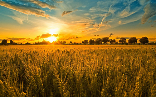 Waiting-for-a-harvest_medium