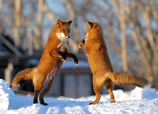 ravelry lavelli s fox