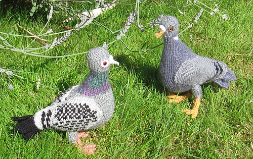 Pigeons_by_madmonkeyknits8_medium
