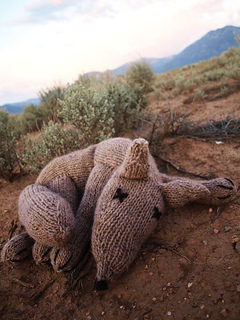 Coyotecurled_hannahhaworth_small2