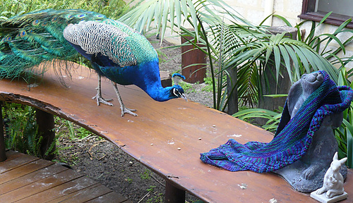 Adrienne-inspects-c-shawl_medium