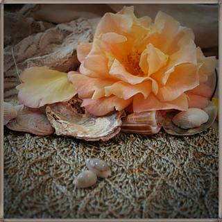 _rosen4_small2