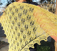 Pavo_wingspan_1_small