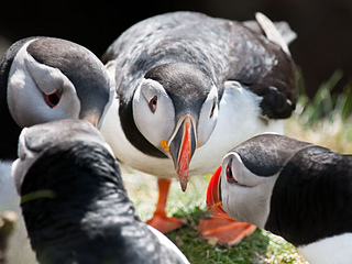 Puffin-greetings_small2