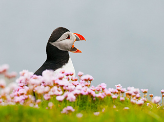 Puffinthrift_small2